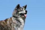 AKITA INU 474